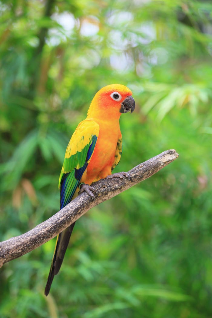 Mastering the First Impression: Your intriguing post title goes here Colorful sun parakeet (Aratinga solstitialis) perched on a tree branch with lush green background.