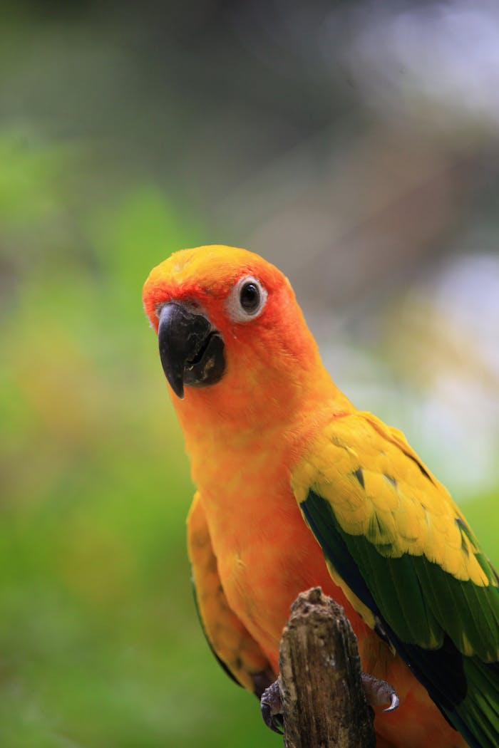 The Art of Drawing Readers In: Your attractive post title goes here Close-up of a Sun Conure parrot perched outdoors with a blurred natural background.