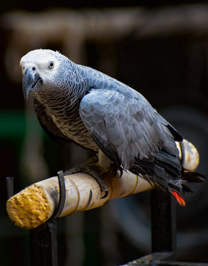 Services Detailed close-up of a grey parrot perched on a branch, showcasing its beautiful feathers.