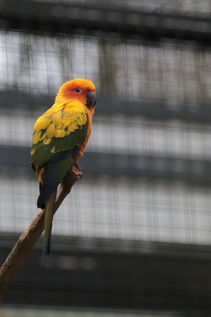 Crafting Captivating Headlines: Your awesome post title goes here Colorful Sun Conure parrot, Aratinga solstitialis, perched on a branch in Amsterdam zoo.